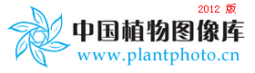 锈毛金腰 Chrysosplenium davidianum