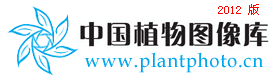 ppbc中国植物图像库—最大的植物分类图片库